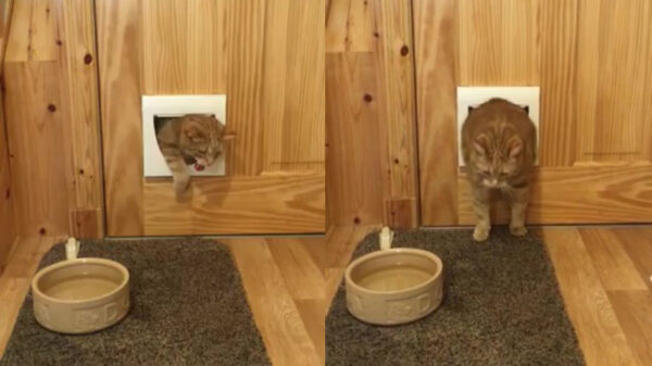 Dit is een duidelijk signaal dat je kat op dieet moet
