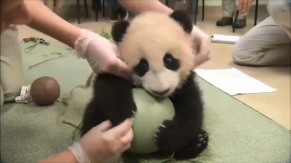 Feelgood-filmpje van de dag: alle dieren spelen graag met een bal