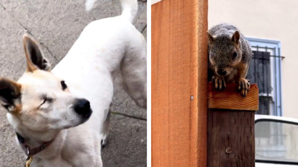Twee bevriende oorlogsveteranen die een oogje in het zeil houden
