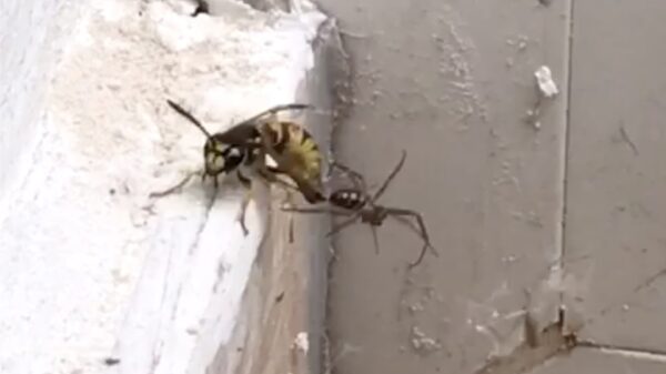 Epische battles uit de natuur: wesp vs spin