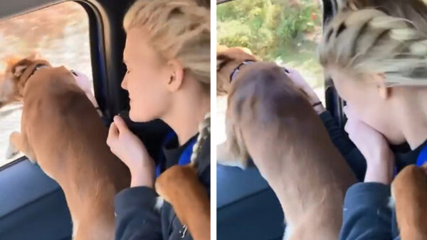 De roadtrip met het gezinnetje was geen daverend succes