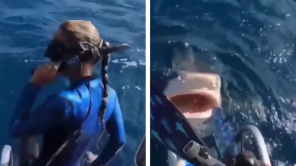 Duikster heeft bizarre close call met een joekel van een haai