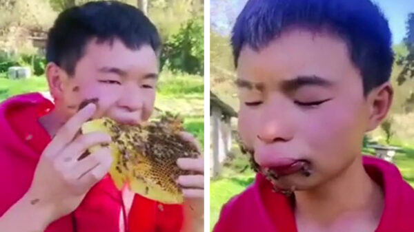 Smulpaapje eet honing terwijl hij lek wordt gestoken door bijen