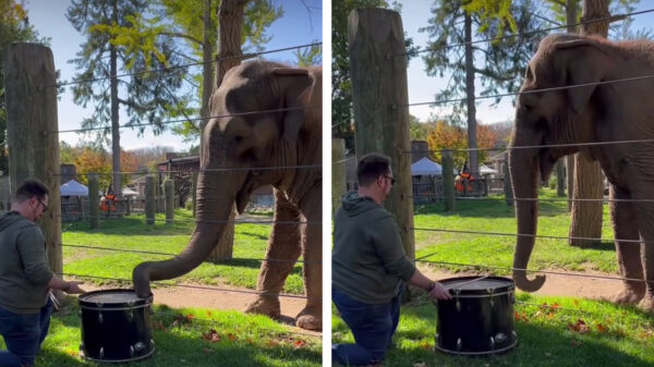 Olifant doet gezellig mee en gooit er een drumsolo uit