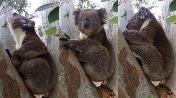Koala verslikt zich als hij naar de vrouwtjes aan het roepen is