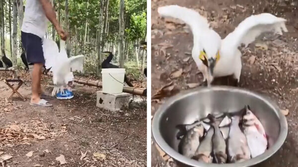 Maak je geen zorgen, ik eet niet zo veel