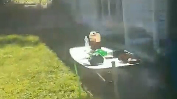 Amateuristische houthakker hakt boom om