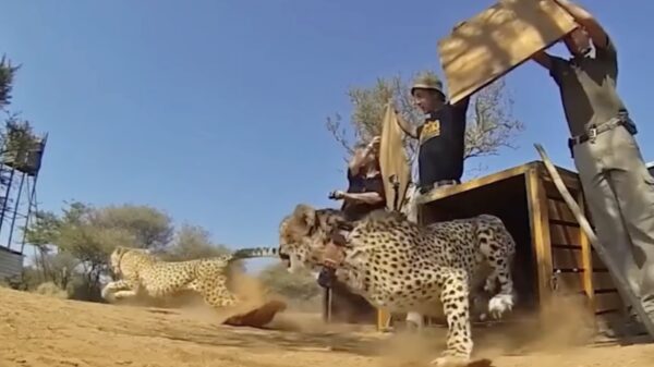 Voelgoed video van de week: wilde dieren hun vrijheid teruggeven