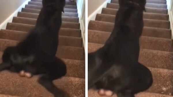 Bonk, bonk! Brutus houdt ervan om de trap te teabaggen