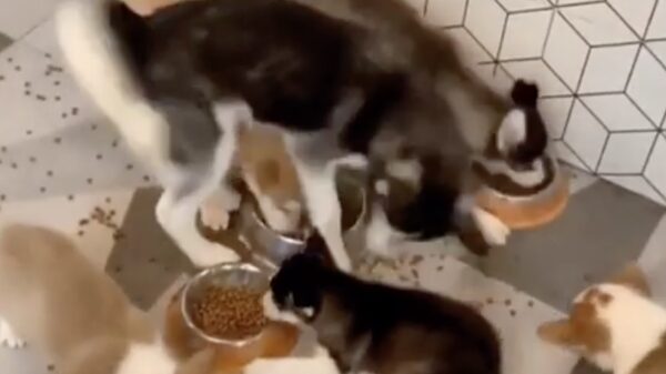 Als een groepje Chinese toeristen bij een buffet aanschuift