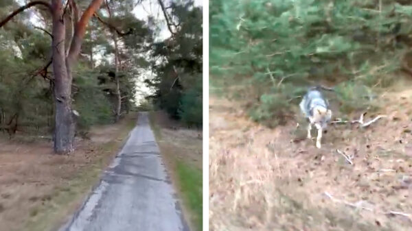 Wielrenner van 0 naar 100 km/u als hij door een wolf wordt aangevallen op de Veluwe