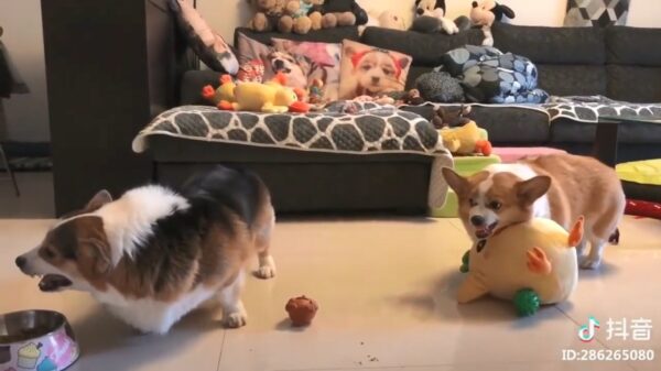 Met dramatische geluidseffecten wordt zelfs een mollig Corgi-gevecht spannend!