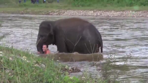 Olifantje komt man van de verdrinkingsdood redden