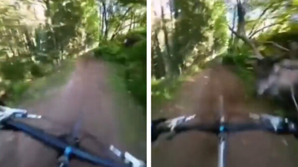 Chagrijnig hert beukt fietser omver die volle bak over een bospaadje raast