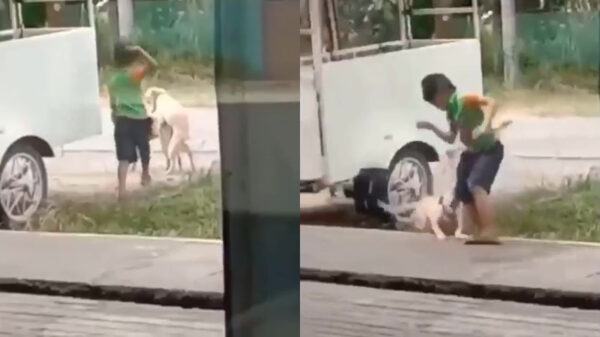 Ook het c*ckblocken van een hondje blijft niet zonder gevolgen