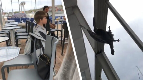 Wait for it: duif vliegt gelukkig nét niet tegen het raam