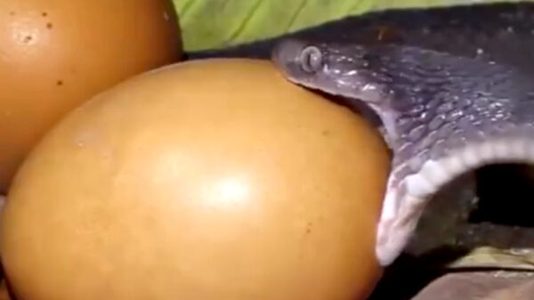 Vriendelijke vriend, dat gaat natuurlijk nooit passen hè?