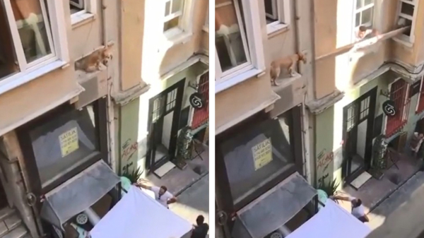 Hond die uit een raam is gevallen wordt gered door groepje behulpzame Turken