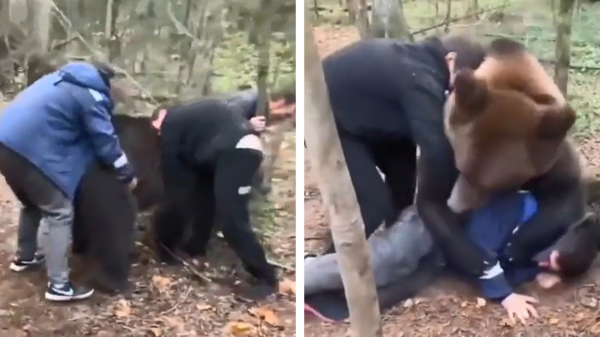 Alleen in Rusland is het doodnormaal om met een beer te stoeien
