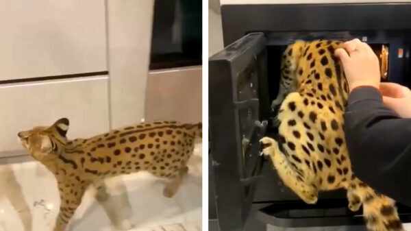 Als een Savannah-kat honger heeft dan wordt er gegeten, verdomme