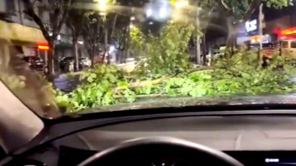 Attente tegenligger verwijdert omgevallen boom voor zijn maatje