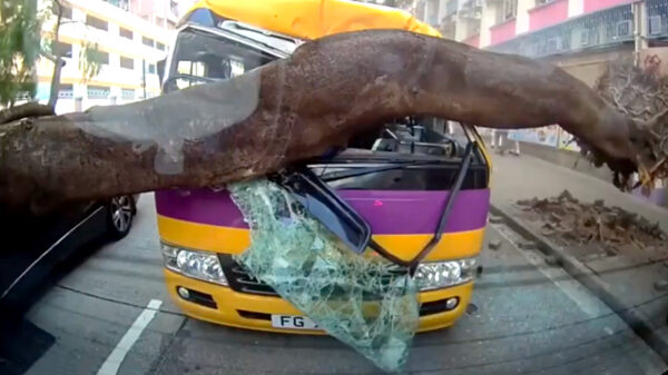 Sinds wanneer hebben bomen van links ook voorrang?