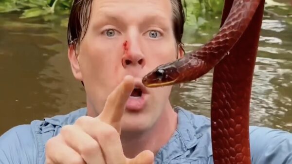 Freek Vonk door een behoorlijk pissige slang in zijn gezicht gebeten