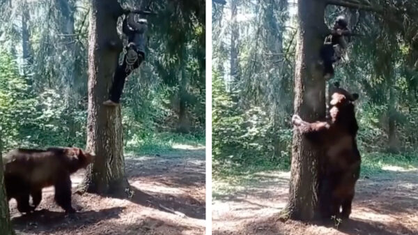 Vriend, ik zou wat sneller klimmen want die beer haalt je bijna in