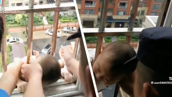 Deze koter heeft overduidelijk een engeltje op zijn schouder (of gewoon een dikke kop)