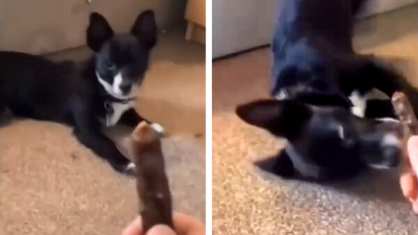 De ideale test als je wil achterhalen of je hond 'van de reutjes' is