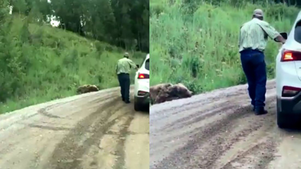 Automobilist komt even poolshoogte nemen bij dode beer aan de kant van de weg
