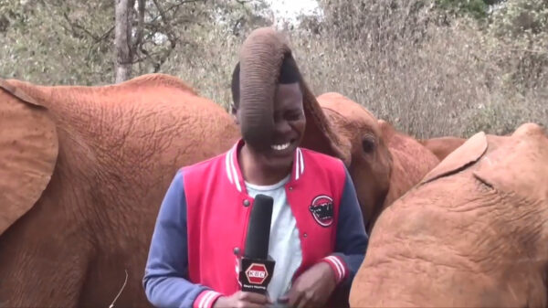 Babyolifant doet er alles aan om in beeld te komen