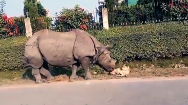 Hond loopt PTSS op als de wekdienst hem plotseling wakker maakt