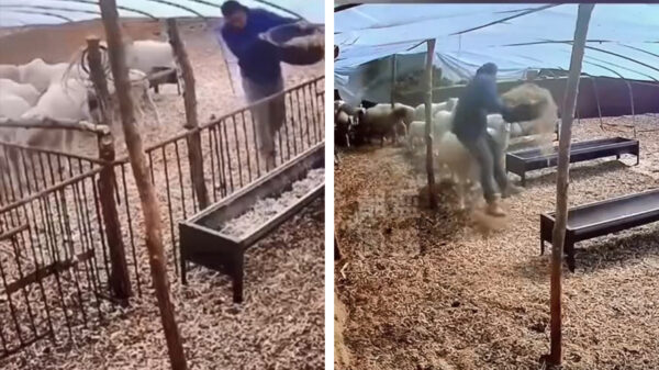 Als jij denkt dat je het zwaar hebt op je werk dan heb je deze boer nog niet gezien