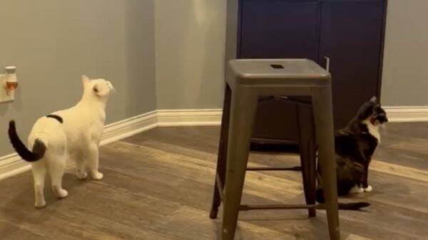 Wel eens kat gezien die meteen spijt van zijn daden heeft?