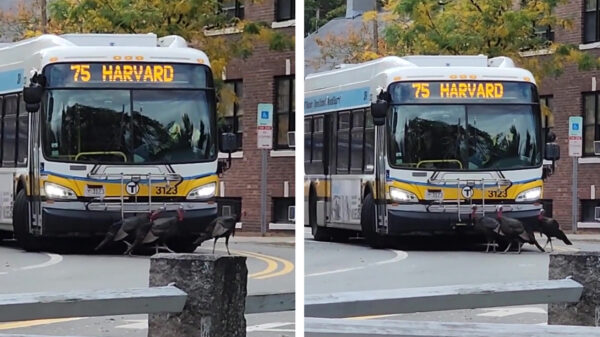 De wereld anno 2022: zelfs de kalkoenen zijn aan het protesteren