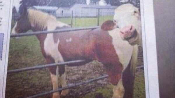 Het is tijd voor 44 voorbeelden van behoorlijk bijzonder lokaal nieuws