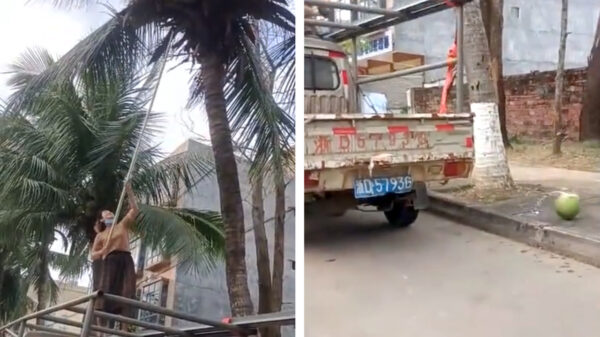 Gratis kokosnoten scoren kan best een pijnlijk klusje zijn