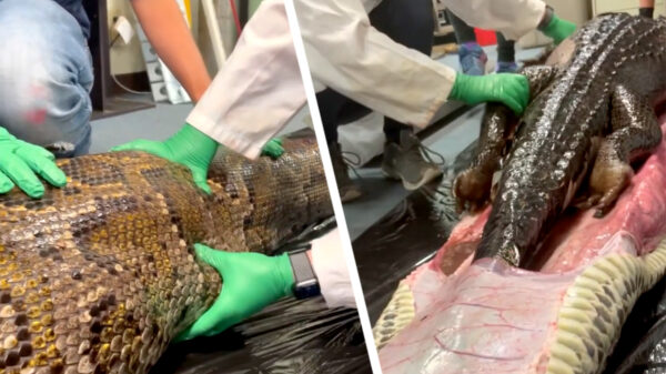Bizar: een bijna volledig intacte alligator in de buik van een python gevonden
