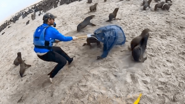 Barmhartige kayaker helpt talloze babyzeehonden die in visnetten gevangen zitten