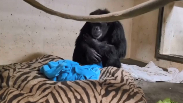 Moeder chimpansee herenigd met baby die 2 dagen aan de beademing lag