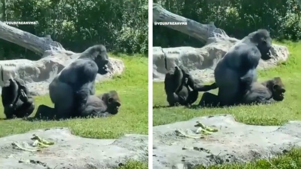 De schoolexcursie in de dierentuin was ook dit jaar behoorlijk leerzaam