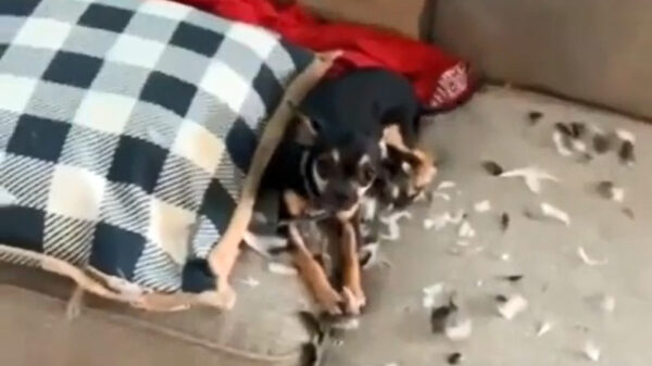 Honden laten even duidelijk weten dat ze schijt hebben aan haar baasje