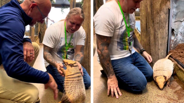 Alles is een huisdier: Walter White ontmoet Brillo de armadillo