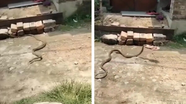 Joekelslang heeft schijt aan Indiase moeke en jat doodleuk haar slipper