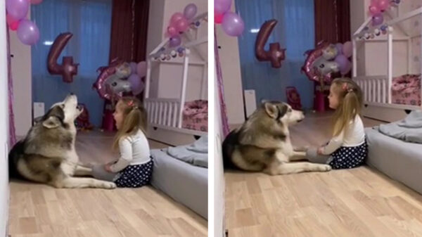 Koter en haar BFF beppen de hele dag aan één stuk door