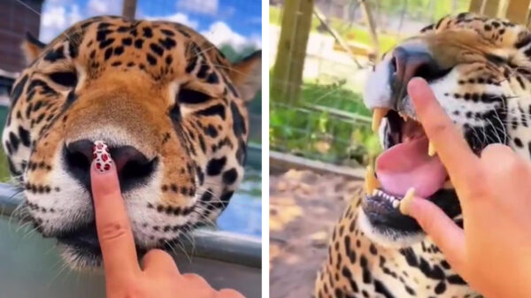 Kattenvrouwtje geeft al haar poesjes graag een 'BOOP'