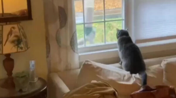 Het bewijs dat ook katten enorm van leedvermaak houden