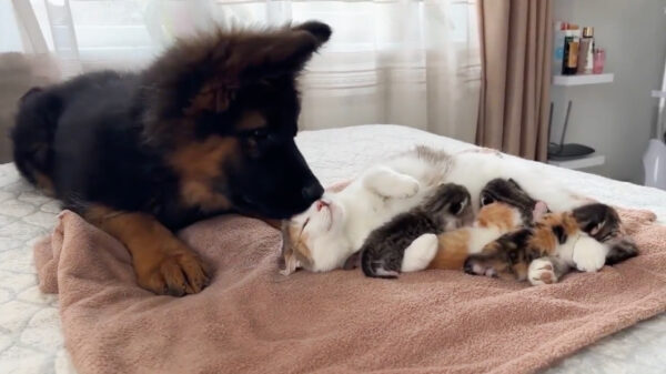 Voelgoedvideo van de week: even op kraamvisite bij de buurvrouw