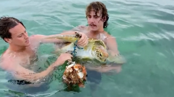 Australische boys springen plomp in om schildpad van afval te verlossen